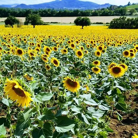 Podere Collesanto